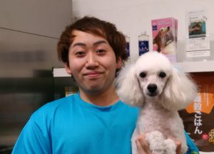 プードル、ラムクリップ