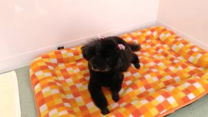 ストレスフリー　座間　犬